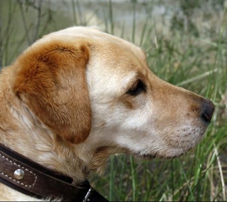 Dog collars, ID tags and microchips