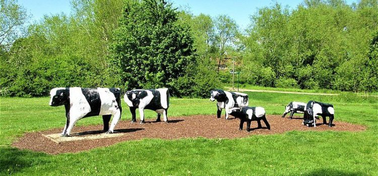 The concrete cows of Milton Keynes
