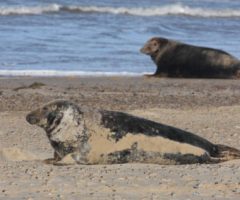 Seals common to Britain