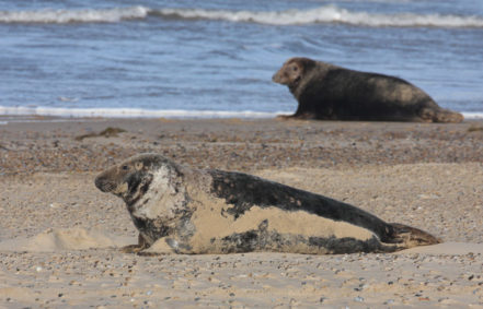 Seals common to Britain