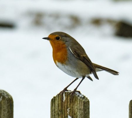 Robin redbreast