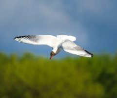 ‘The Rime of the Ancient Mariner’