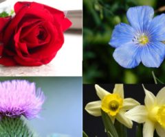Rose, thistle, flax and daffodil