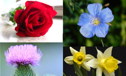 Rose, thistle, flax and daffodil