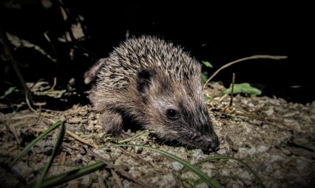 Hedgehogs