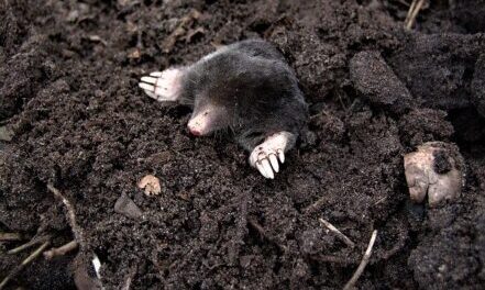 Moles