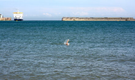 Channel swimming