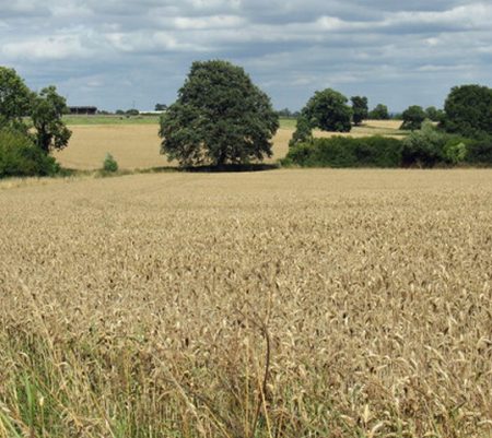 Agricultural Policies