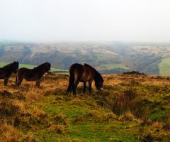 Dartmoor and Exmoor