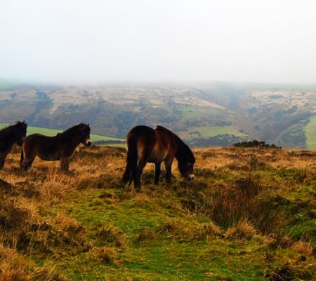 Dartmoor and Exmoor