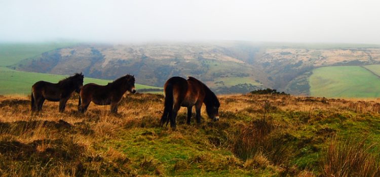 Dartmoor and Exmoor